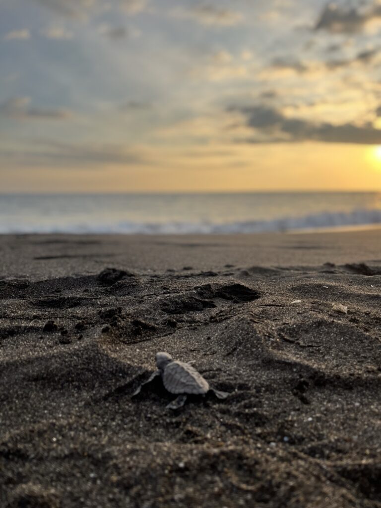 turtle on beach monterico guatemala with sunset