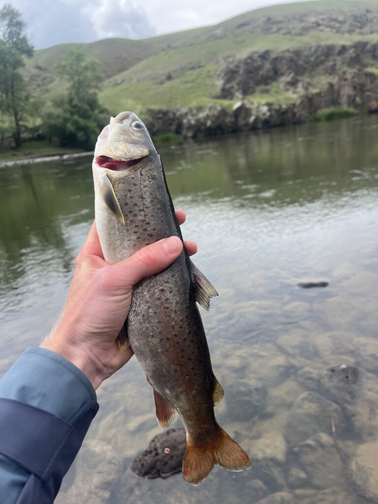 Trout caught in Orkhon Valley