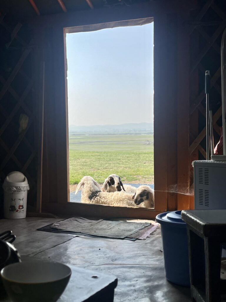 sheep chilling in front of yurt mongolia