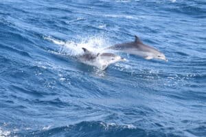 dolphins jumping in the atlantic