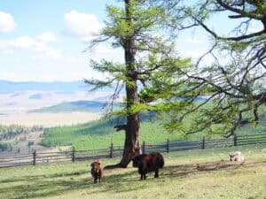 Mongolian landscape with bison and a large tree under a blue sky.